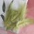 Dark Green 36
